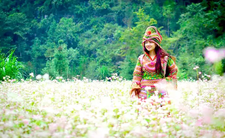 The place to see beautiful Triangle flowers in Ha Giang