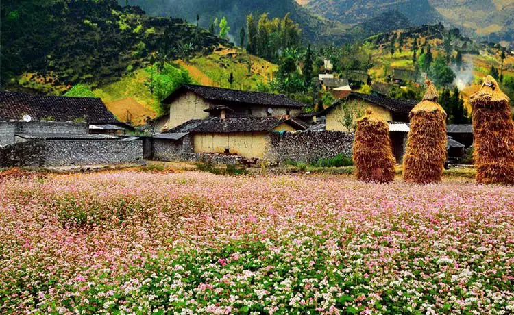 hoa tam giác mạch hà giang