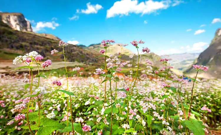 hoa tam giác mạch hà giang